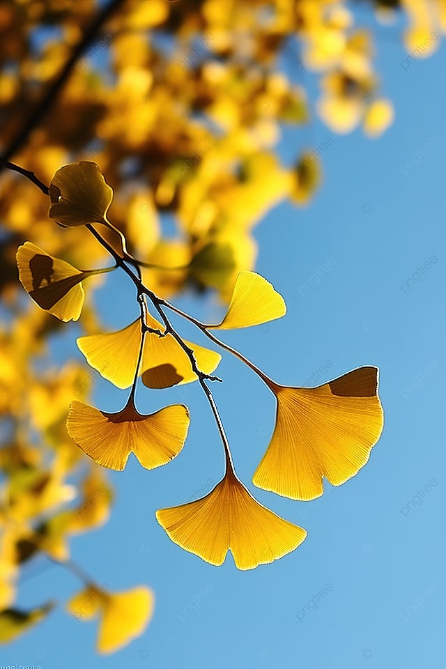Ginkgo biloba leaves in autumn — fan-shaped golden leaves on a slender branch, against a dark sky.