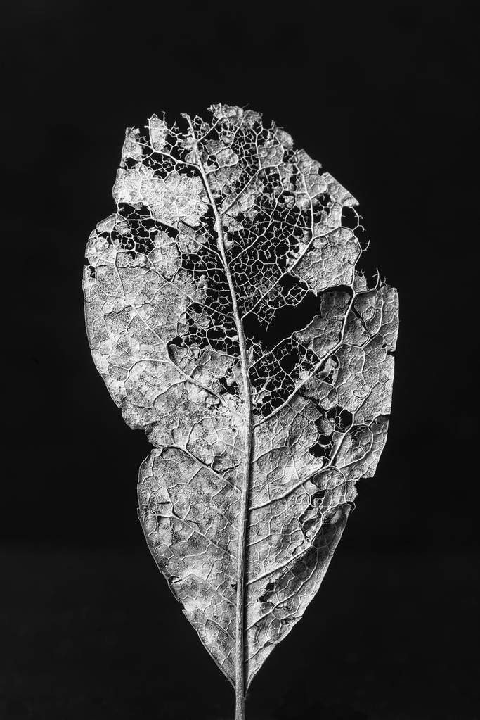 A skeletonized leaf with the vein structure intact but the interior tissue consumed.